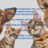 A REFLECTION OF DOGS, CATS, AND  PARROTS  VOLUME VIII (Audiobook)